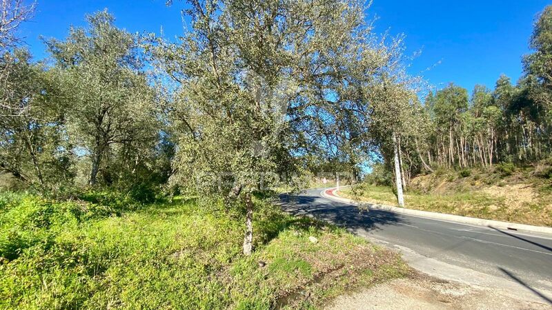 Land Agricultural with 5960sqm Rio Maior - fruit trees, easy access
