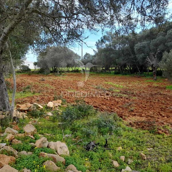 Land Rustic flat Quelfes Olhão - olive trees, well, electricity