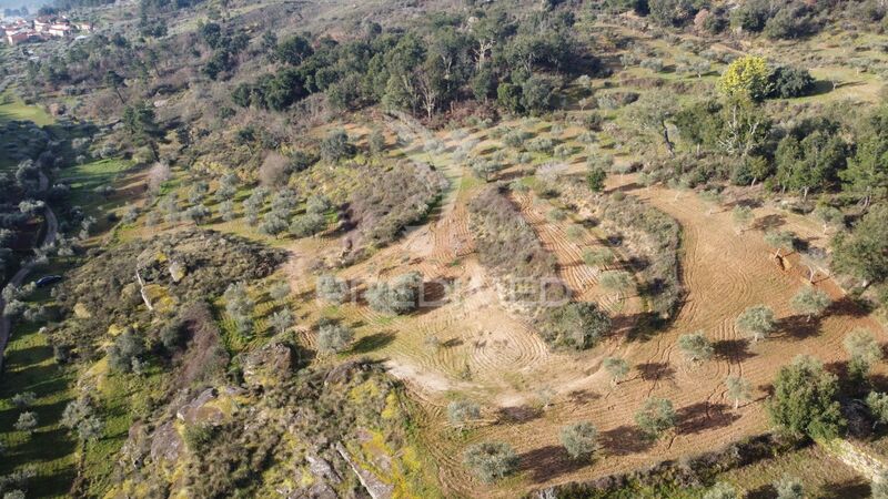 Land Agricultural with 34185sqm Valdujo Trancoso - cork oaks, fruit trees