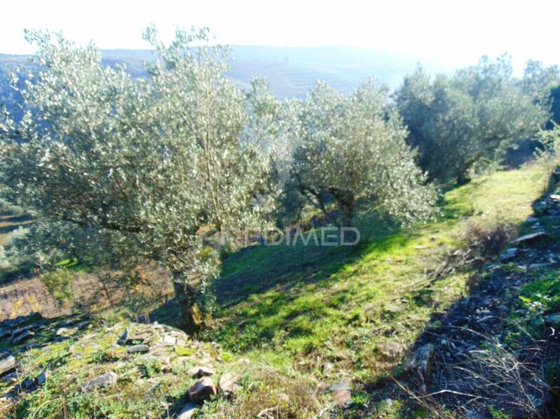 земля загородный c 9800m2 Abaças Vila Real - отличный подъезд, оливковые деревья