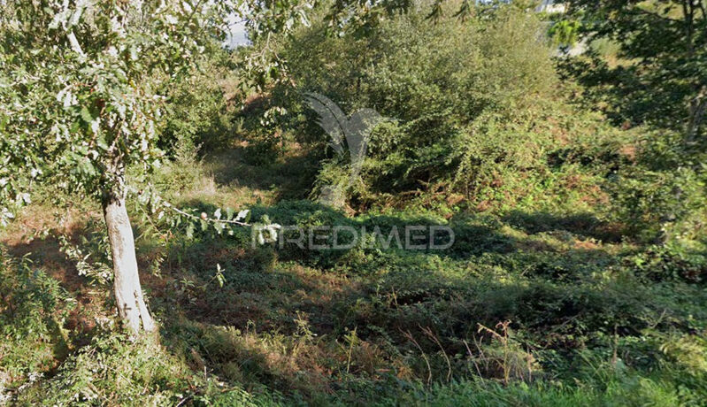 Land Rustic with 4400sqm Oliveira do Douro Cinfães