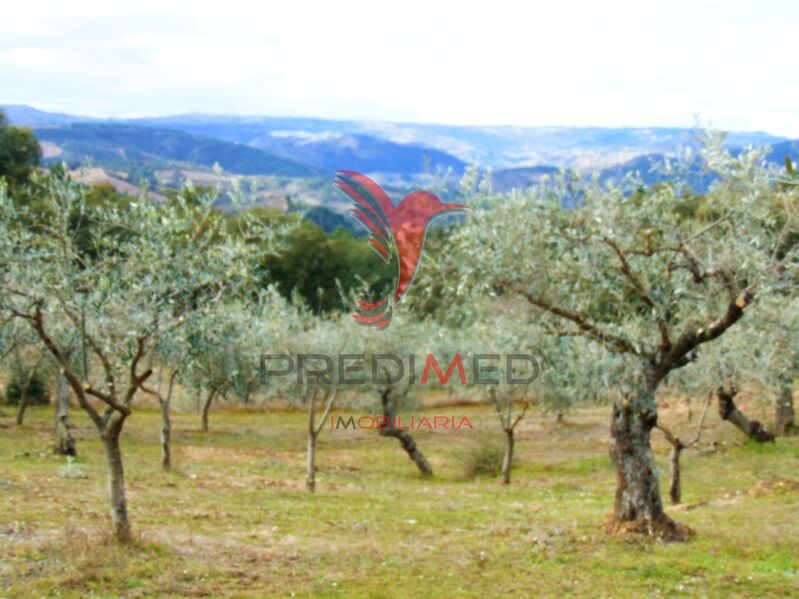Terreno Agrícola com 89260m2 Avidagos Mirandela - oliveiras