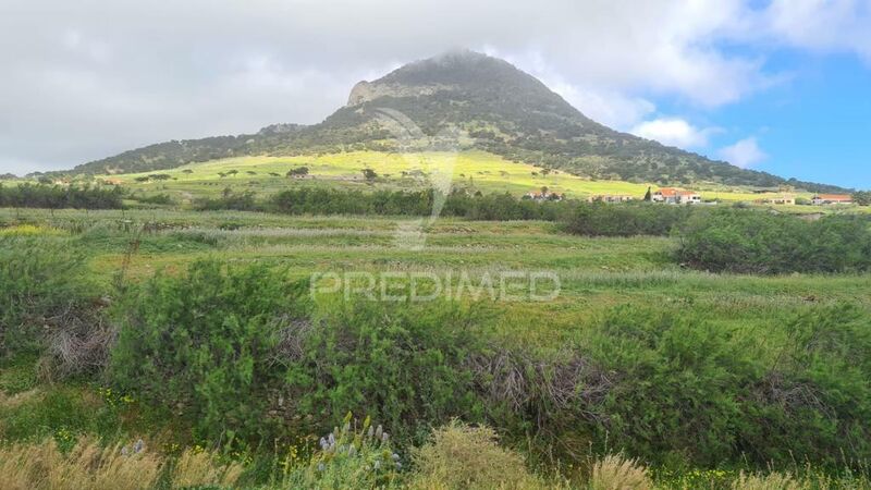 Terreno Agrícola com 55031m2 Porto Santo