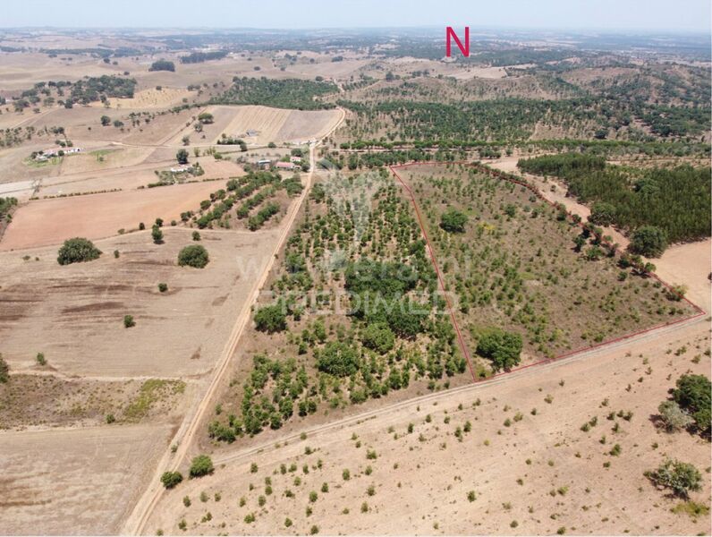Land Agricultural with 31000sqm Cercal Santiago do Cacém - construction viability, cork oaks, olive trees