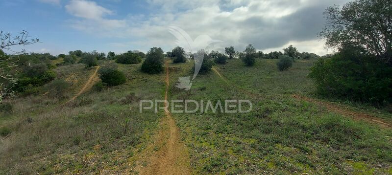 Terreno Rústico com 25560m2 Arneiro das Milhariças Santarém - oliveiras, bom acesso
