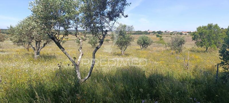 Land Agricultural with 5250sqm Tolosa Nisa
