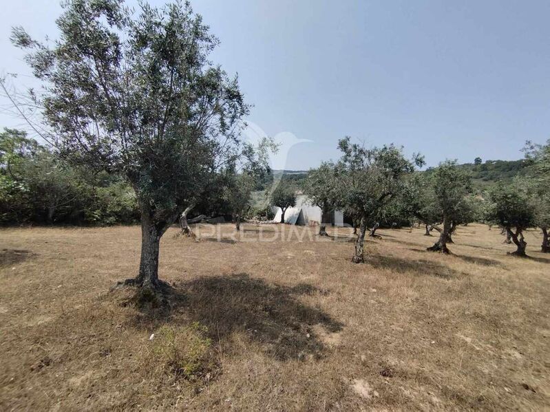 Land with 4750sqm Santa Maria da Devesa Castelo de Vide - ,