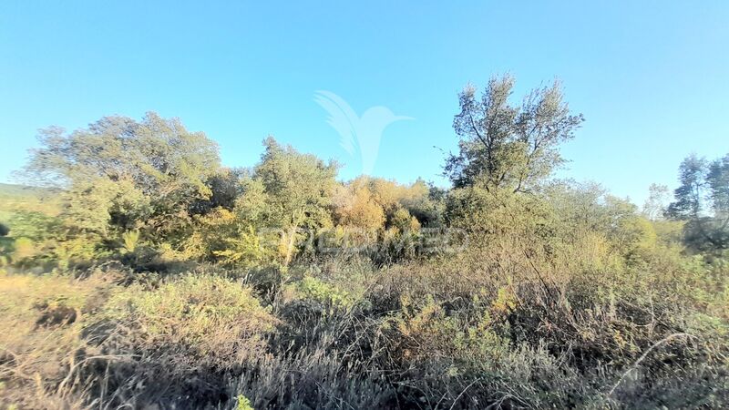 Land with 3000sqm Sarzedas Castelo Branco