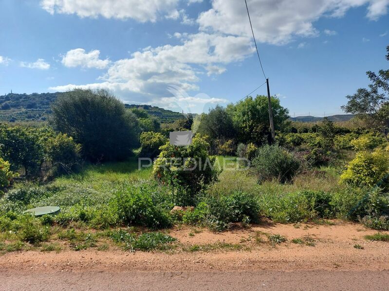 Terreno Agrícola com 2600m2 Silves - laranjeiras, poço, oliveiras, água, árvores de fruto