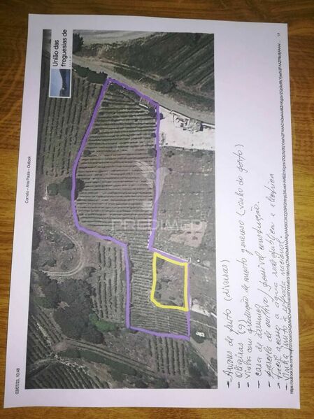 Land with 3.70sqm Lamego - water, electricity, fruit trees, construction viability, olive trees