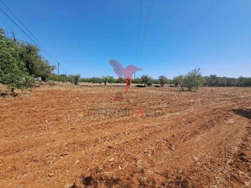 Terreno Rústico plano Paderne Albufeira - árvores de fruto, água, furo, luz