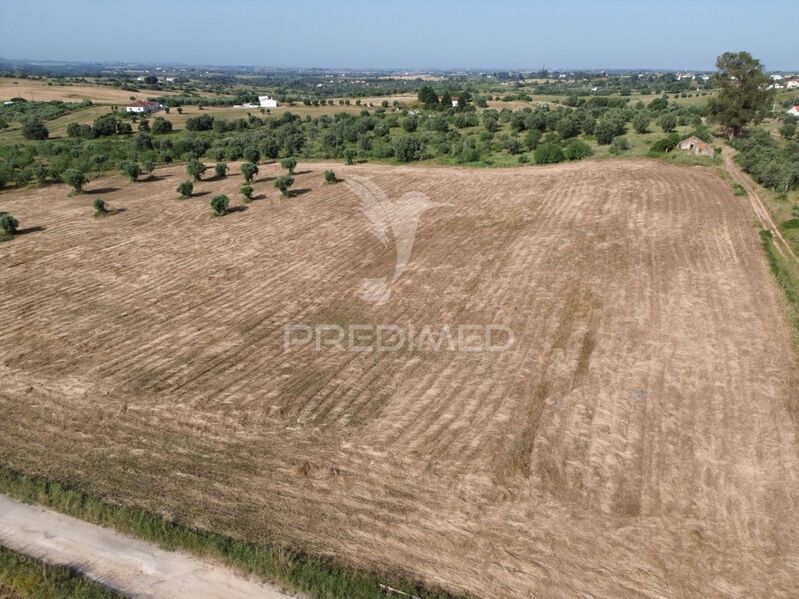 Land Rustic with 20470sqm Torres Novas - olive trees, splendid view