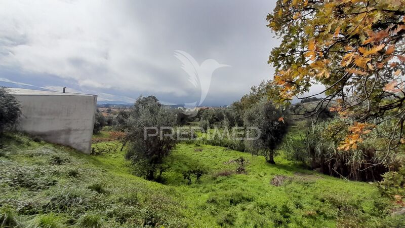 Land Urban with 6888sqm Tortosendo Covilhã - tank, olive trees, fruit trees, water, orange trees