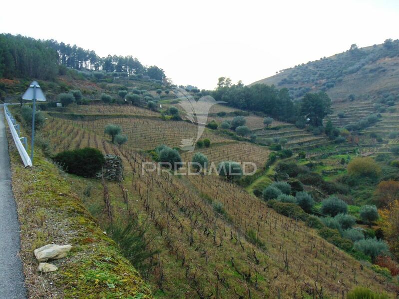 Quinta Vilarinho de São Romão Sabrosa - oliveiras, árvores de fruto, água, tanque