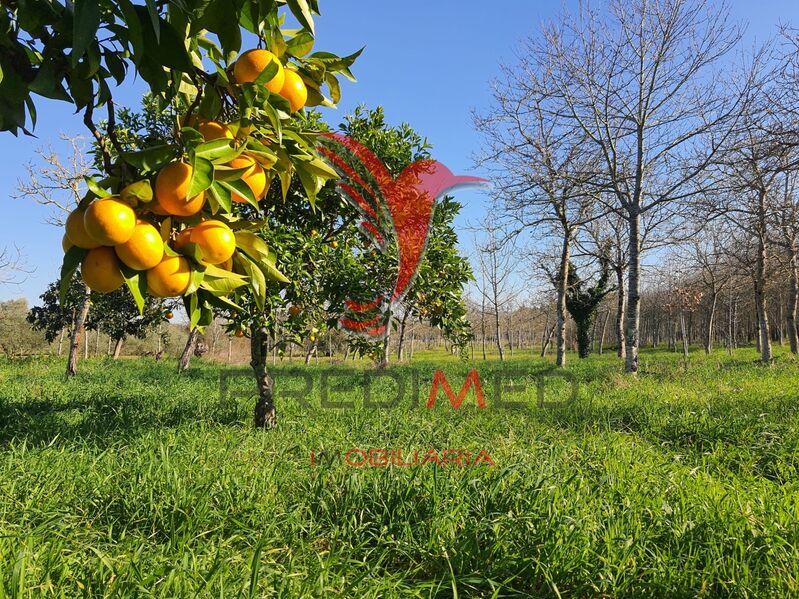 Quinta/Herdade V0 à venda Vilarinho do Bairro Anadia - laranjeiras, poço, árvores de fruto