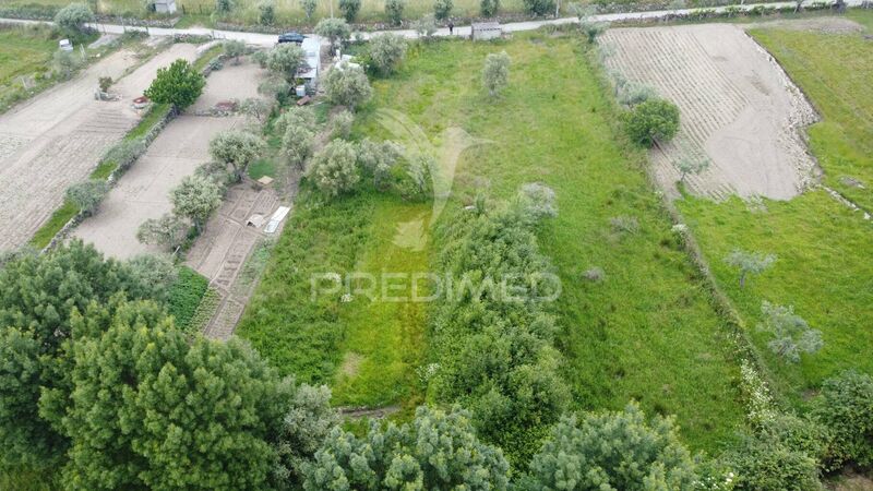 Terreno Rústico com 1087m2 Celorico da Beira - água, oliveiras