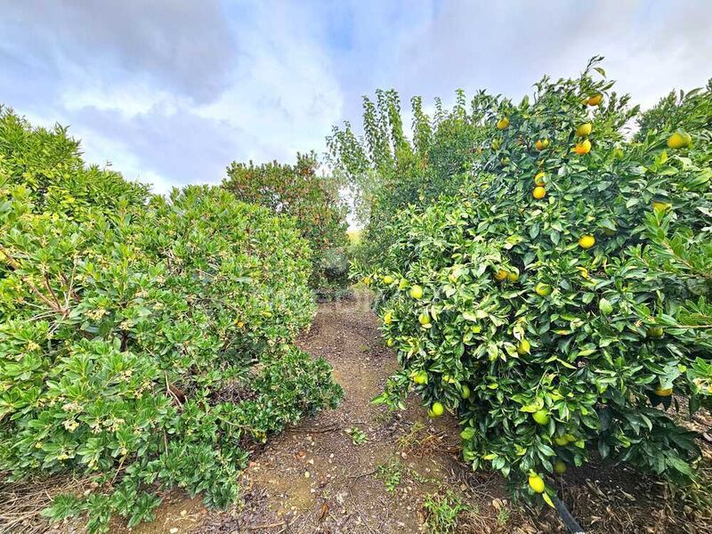 Land Urban with 964sqm Entradas Castro Verde - well, fruit trees, orange trees, olive trees