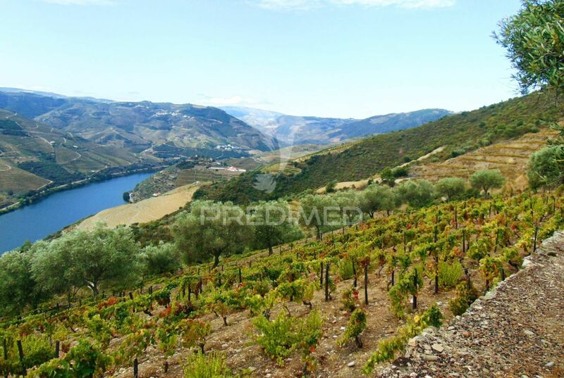 Farm 4 bedrooms Covas do Douro Sabrosa - water, olive trees