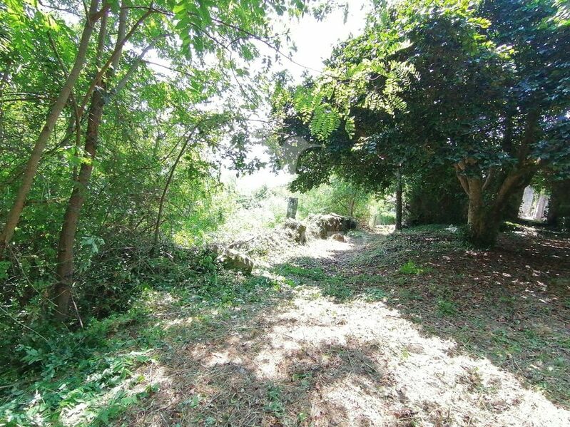 Farm to recover V0 Marco de Canaveses - water, garden, fruit trees, tank, orange trees, olive trees