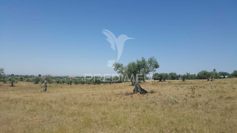 Terreno com 44400m2 Santarém - oliveiras