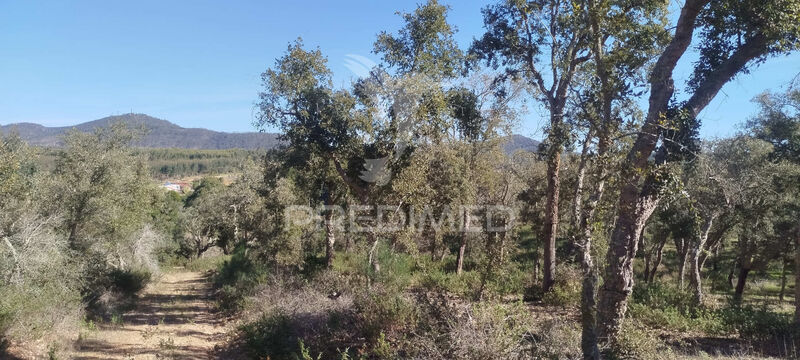 Terrain Agricole avec ruine São Francisco da Serra Santiago do Cacém