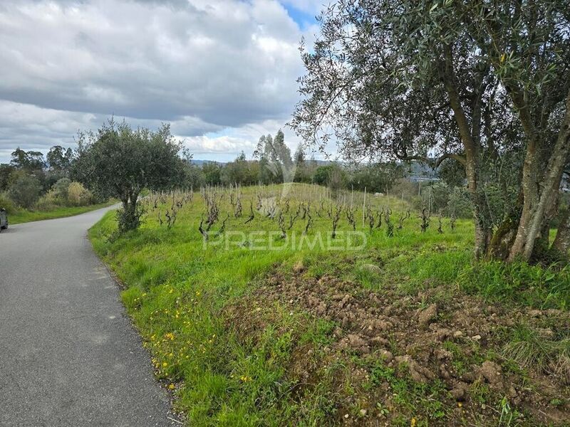 Land with 5900sqm Almalaguês Coimbra