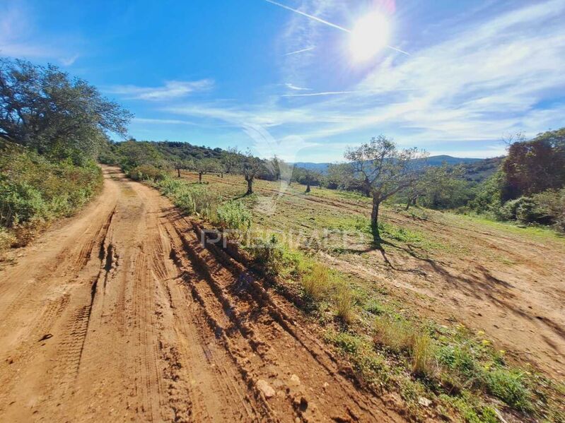 Land with approved project São Brás de Alportel - olive trees