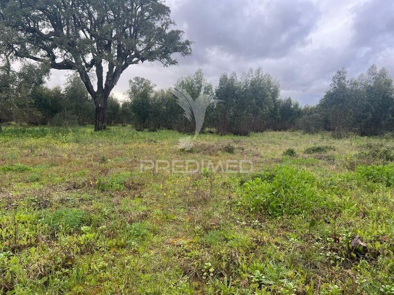 Plot Rustic with 60000sqm Palmela - cork oaks