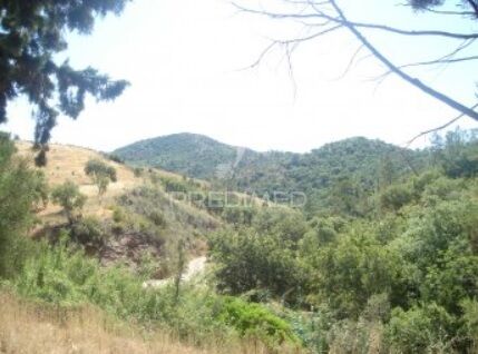 Terreno Rústico com 7880m2 São Brás de Alportel - oliveiras, sobreiros