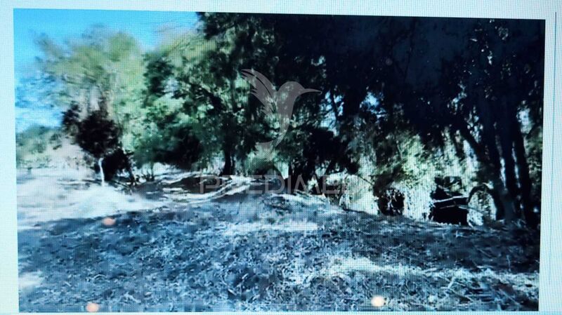 Land Agricultural with 21500sqm Grândola