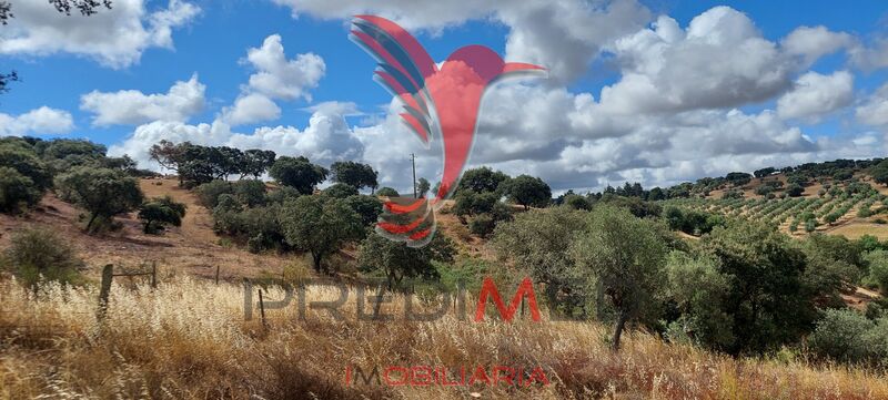 Land Rustic with 3000sqm Avis - olive trees