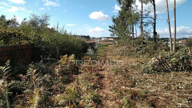 Land with 2356sqm Branca Albergaria-a-Velha