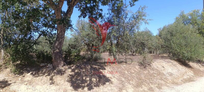 Land Rustic with 3000sqm Nisa - cork oaks, olive trees