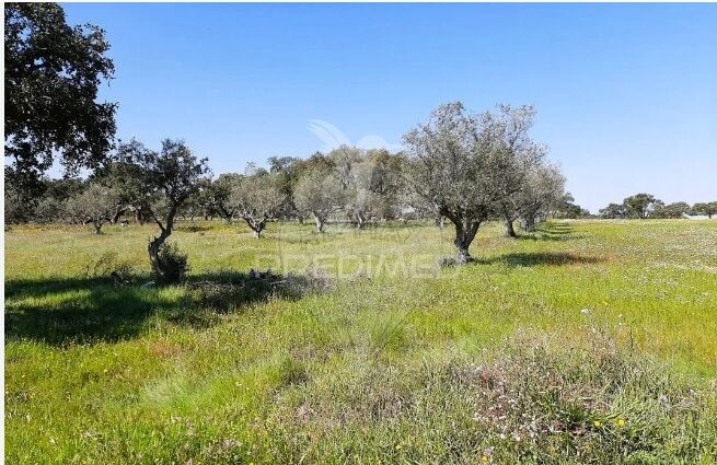 Land Rustic with 366500sqm São Martinho das Amoreiras Odemira - olive trees