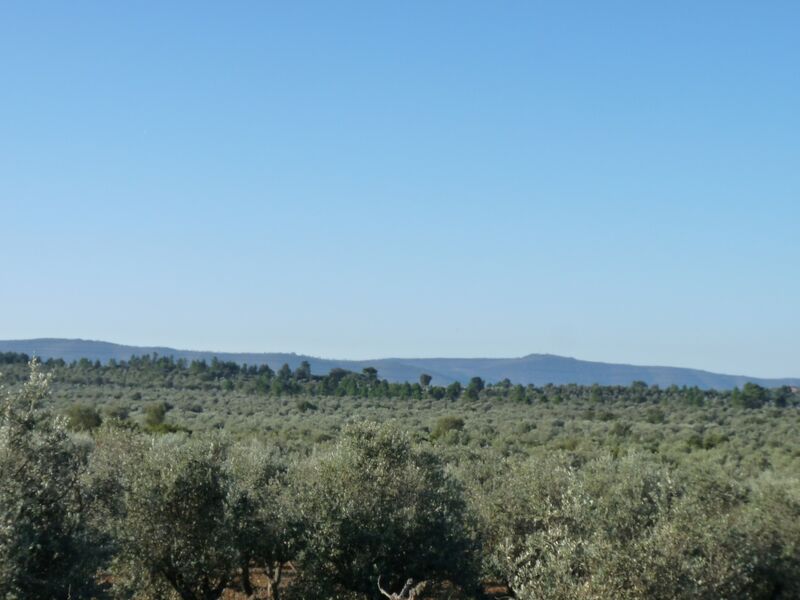 Land with 55000sqm Borba (Matriz) - ,