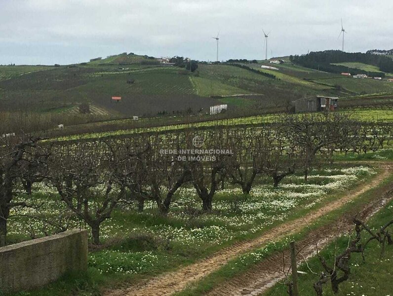 Terreno Agrícola com Pereiras, Plano com Irrigação e poço