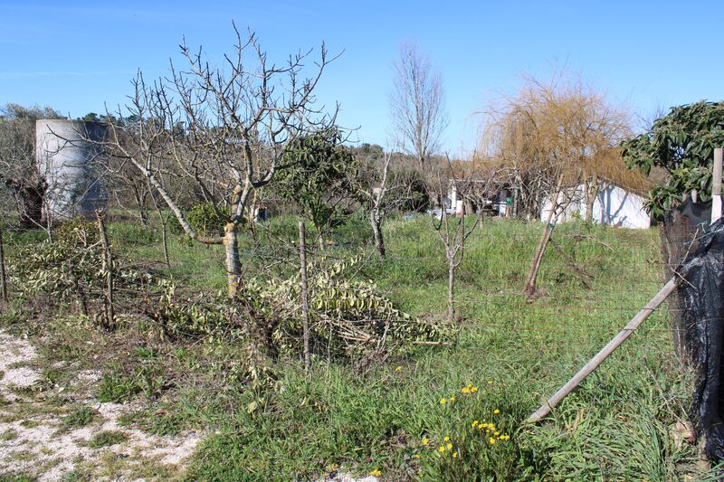 Terreno Rústico com 3060m2 Valdonas Tomar - árvores de fruto