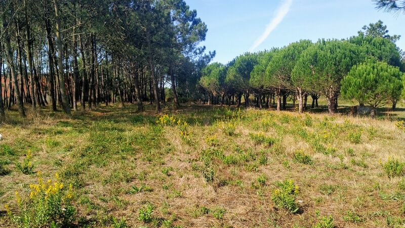 Terreno plano Alcobaça - poço