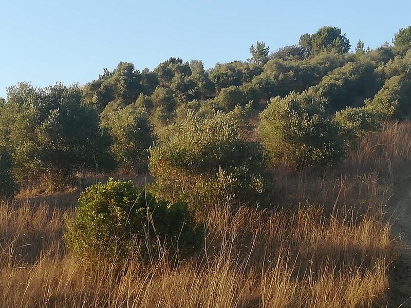 Terreno Rústico Rio Maior para vender - oliveiras