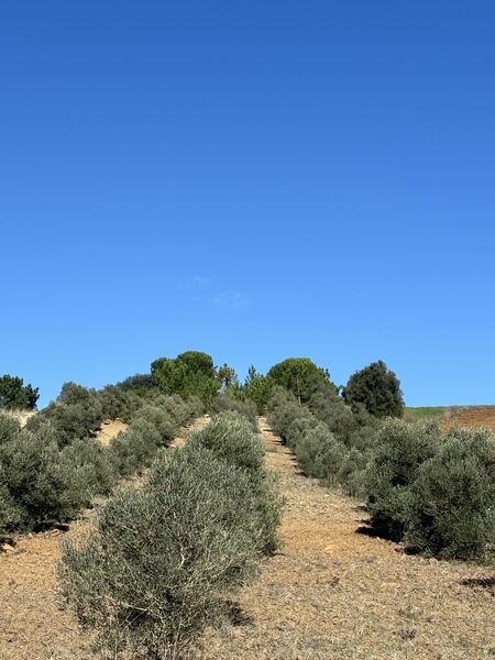 Land with 14680sqm Rio Maior