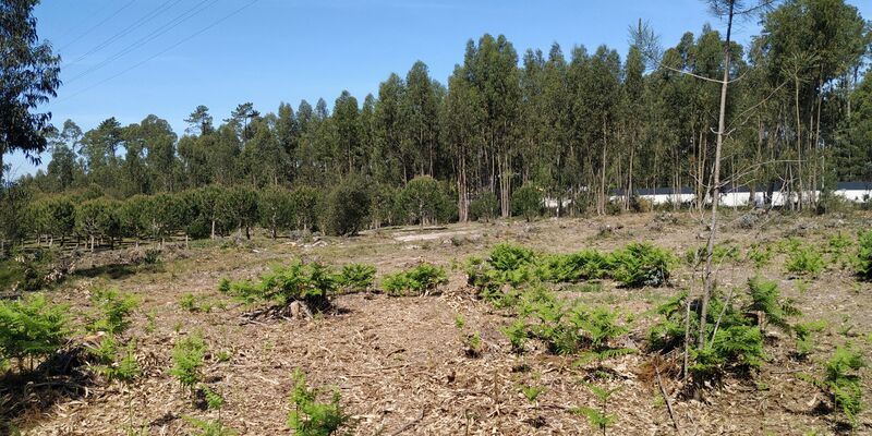 Terreno para construção Marinha Grande - excelente localização