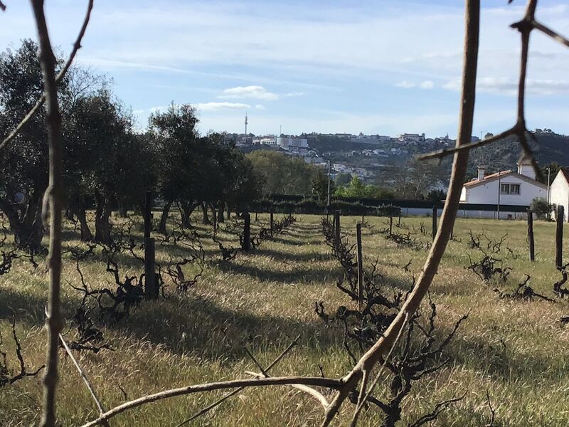 Terreno Rústico para construção Fojo Abrantes - electricidade, água