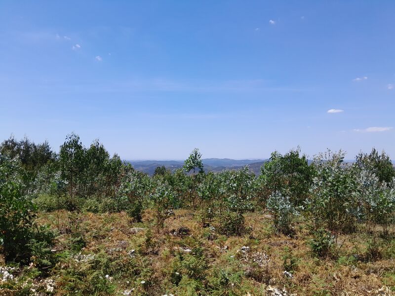 Land with 40000sqm Monchique