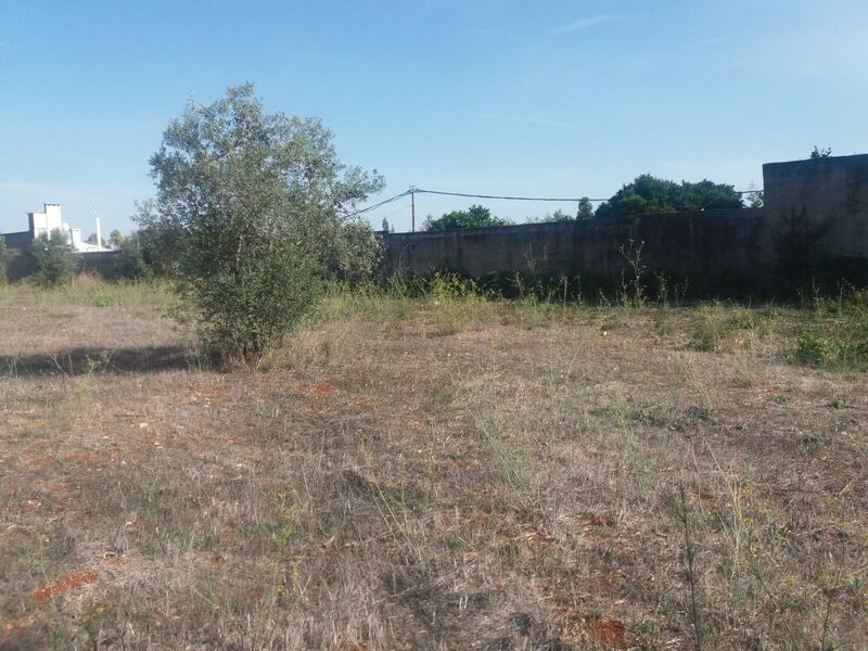 Land Rustic flat Torres Novas - construction viability, olive trees, fruit trees, well