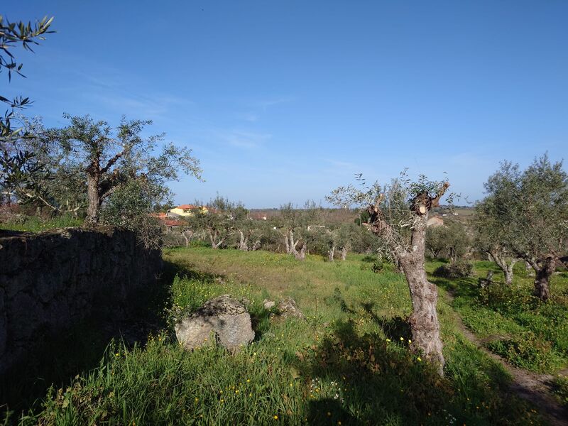 Plot of land Bairro Boa Esperança Castelo Branco - well, olive trees, tank, water, fruit trees