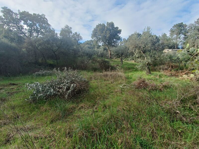 Terreno Rústico com 1600m2 Salgueiro do Campo Castelo Branco - bons acessos, oliveiras, água
