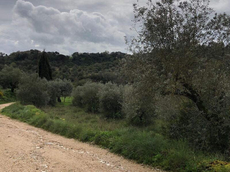 Land Agricultural Torres Novas - olive trees, great location
