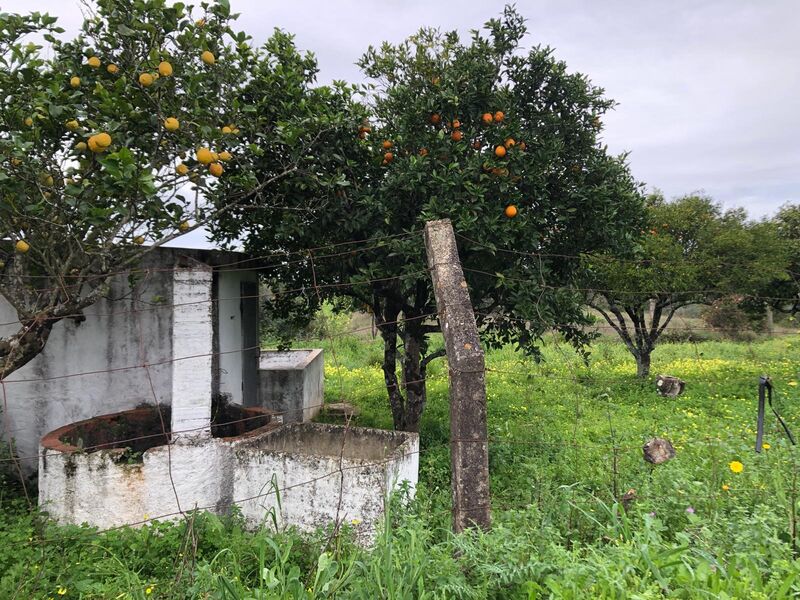 Land Agricultural with 20060sqm Resgais Torres Novas - water, well, orange trees, olive trees, fruit trees