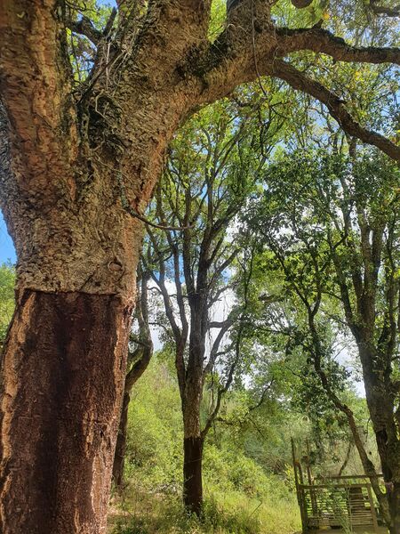 Land with 4388sqm Carvalhal Benfeito Caldas da Rainha - cork oaks, fruit trees