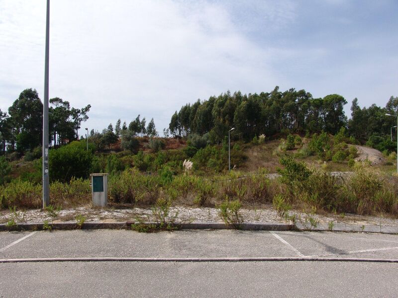 Plot with 335.95sqm Buarcos Figueira da Foz - olive trees